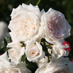 Honeymoon Climbing Rose Plant 1.5 Gallon Potted | Own Root Fragrant White Flowers Great For Containers - Shipping Now