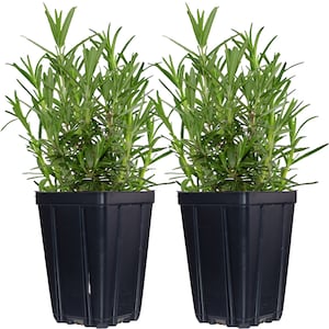 Set of 2 Rosemary Herb Plants in Quart Pots - Grown Naturally  - Plant in The Garden or Container Non-GMO - Makes a Great Gift!