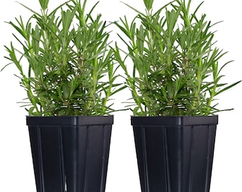 Set of 2 Rosemary Herb Plants in Quart Pots - Grown Naturally  - Plant in The Garden or Container Non-GMO - Makes a Great Gift!