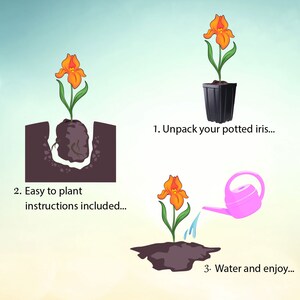 May include: A three-step guide to planting an iris. The first step shows an iris in a pot. The second step shows an iris being planted in the ground. The third step shows an iris being watered with a watering can.
