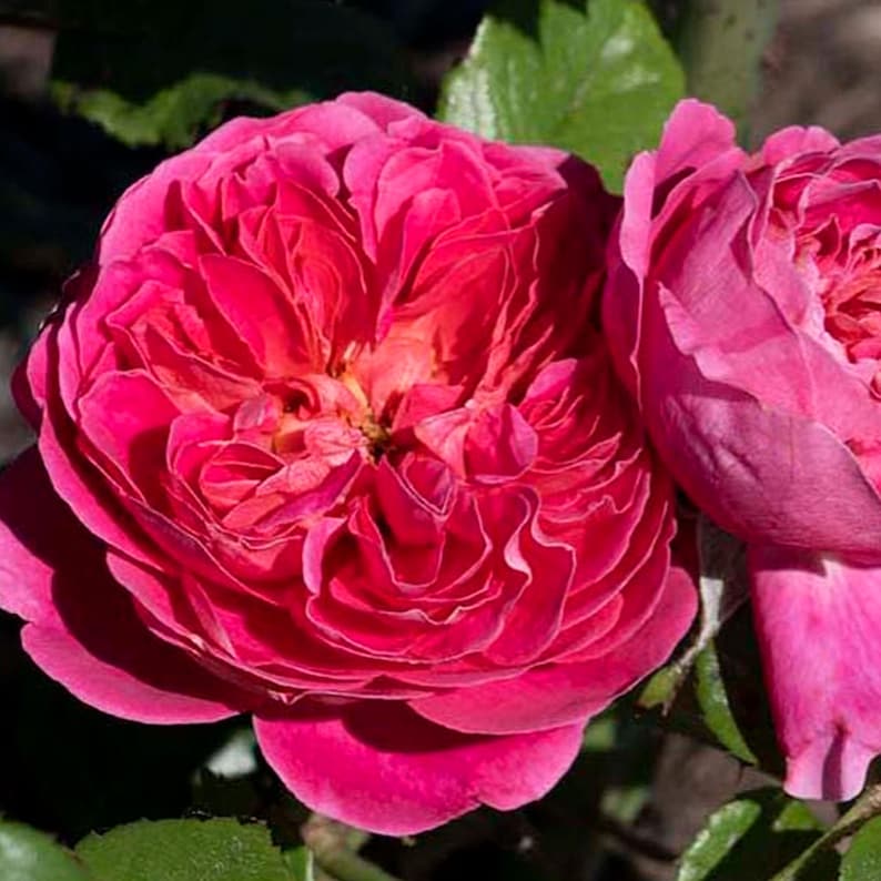 PowerPuff Rose