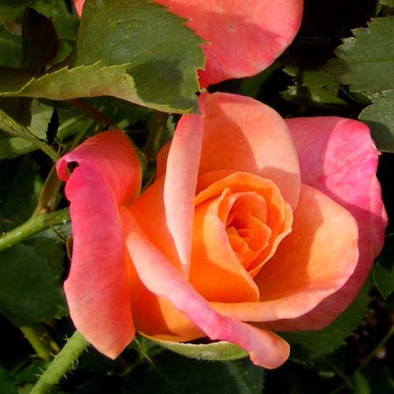 Joseph's Coat Rose Plant 1.5 Gallon Potted Fragrant Climbing Rose Own Root Orange, Apricot, Pink Flowers Shipping Now image 5