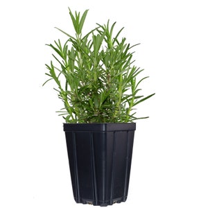 Rosemary Herb Plant Quart Pot Grown Naturally  - Plant in The Garden or Container Non-GMO - Makes a Great Gift!