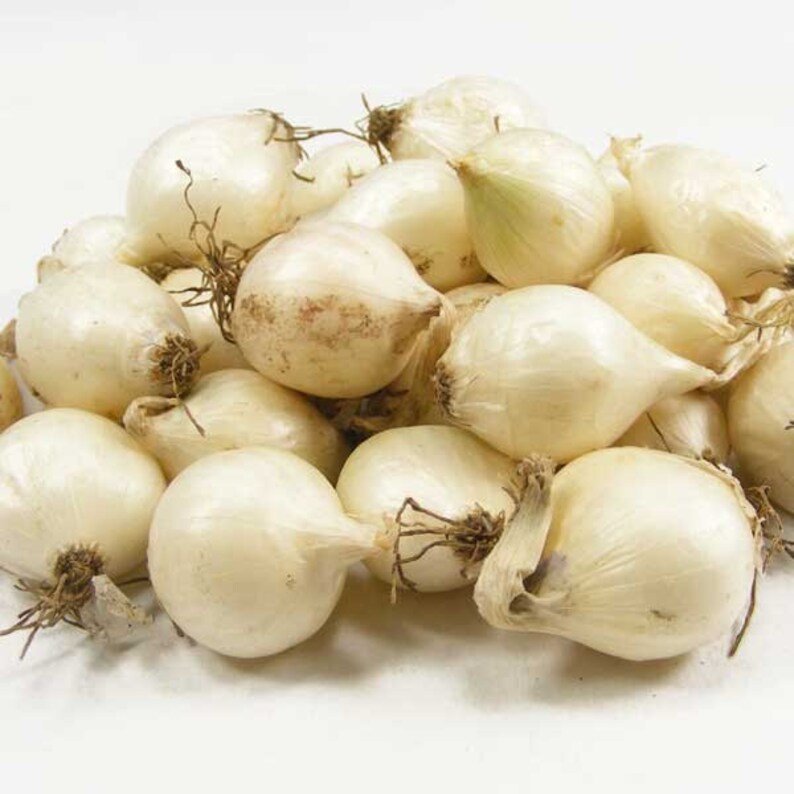 White Onion Sets Organic Grown White Ebenezer Onion Bulbs 8 Etsy