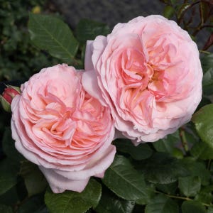 May include: Two large, fully bloomed pink roses with multiple layers of petals. The roses have a soft, delicate appearance, with a hint of yellow in the center. Dark green leaves surround the flowers, creating a natural contrast.