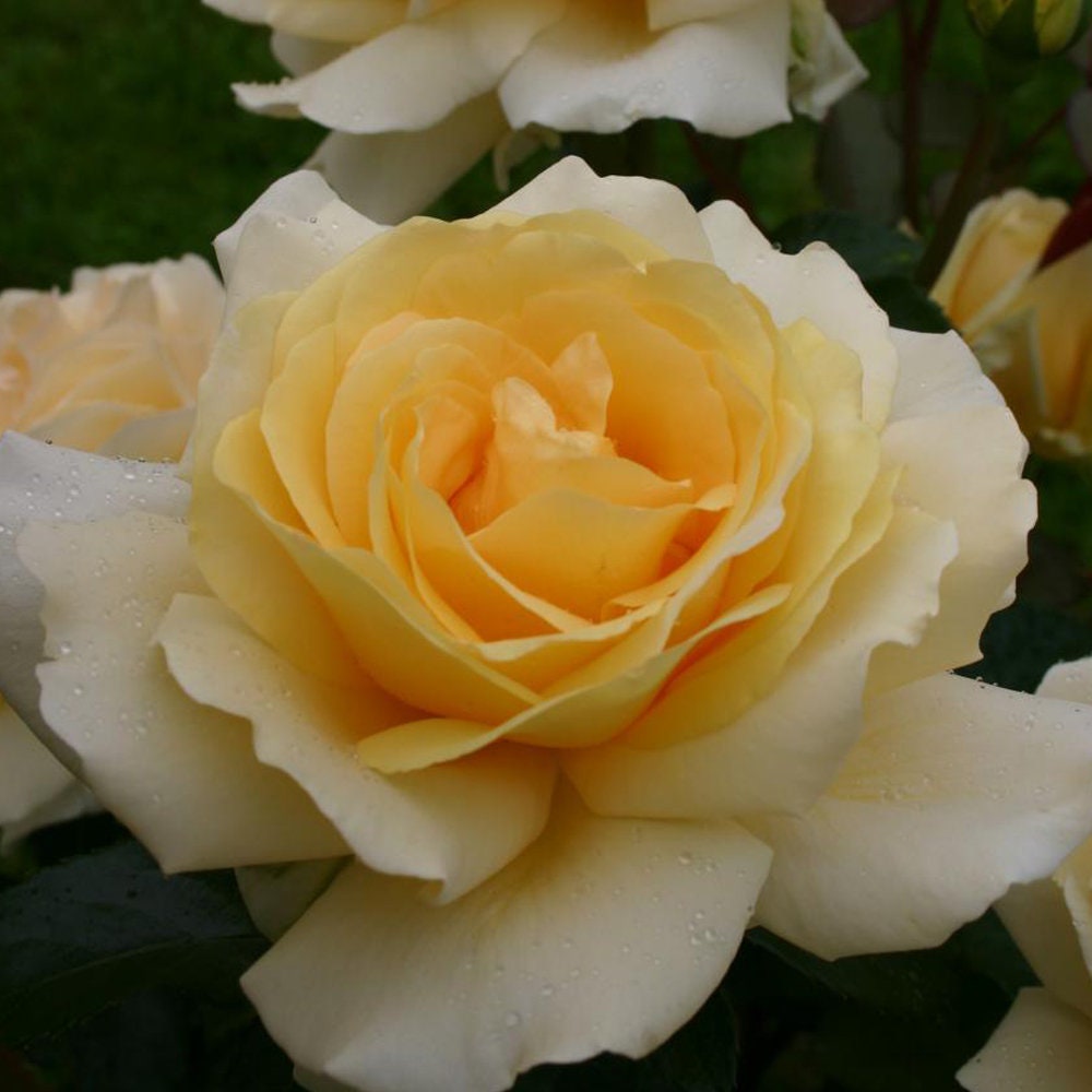 Winter Sun Rose Plant Potted | Kordes Eleganza® Rose Light Fragrance …