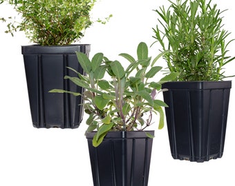 Herb Plant Collection | Quart Pots Contains Thyme, Sage & Rosemary - Great Gift Non-GMO Naturally Grown | Grow Inside or Out!