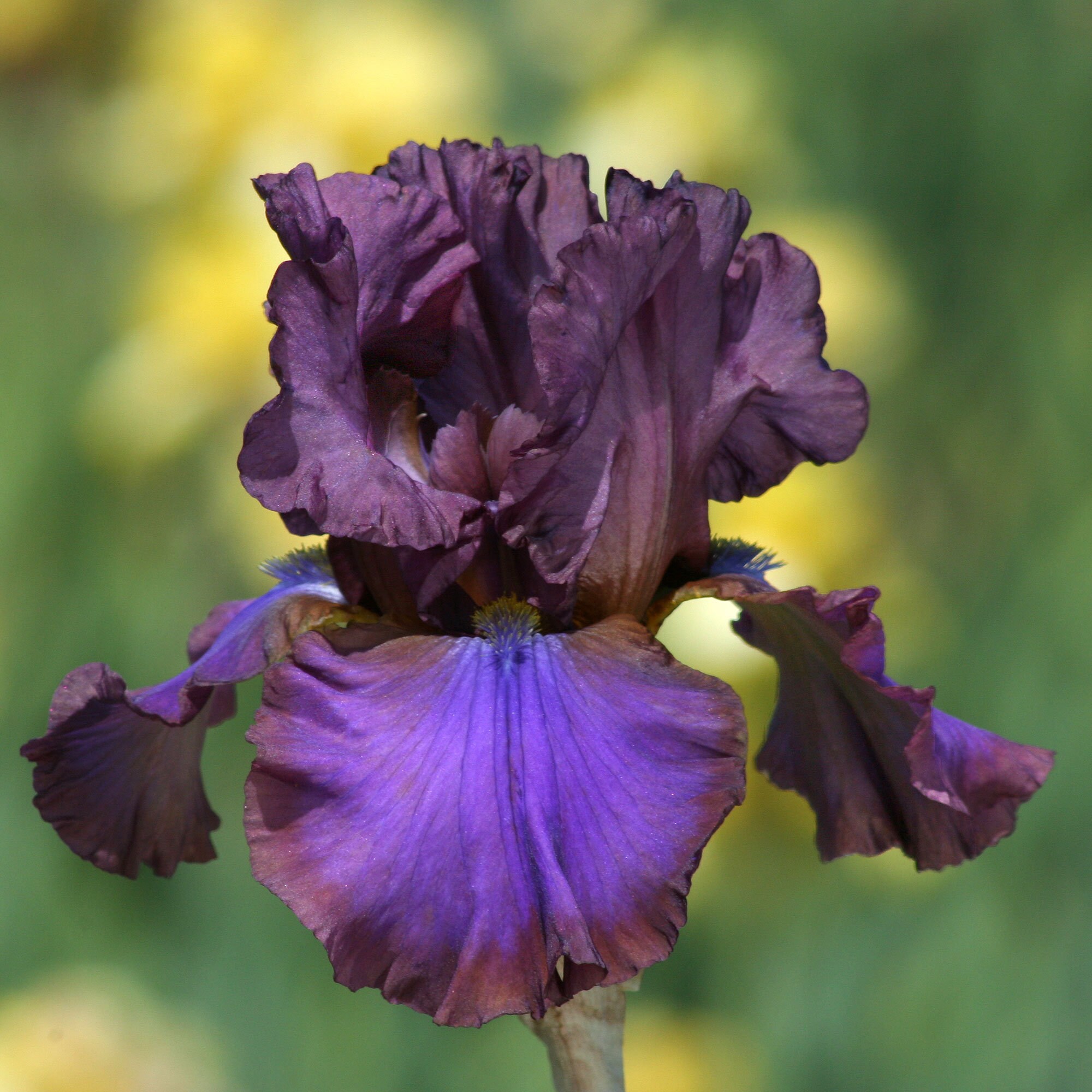 Best Bet Reblooming German Iris Plants