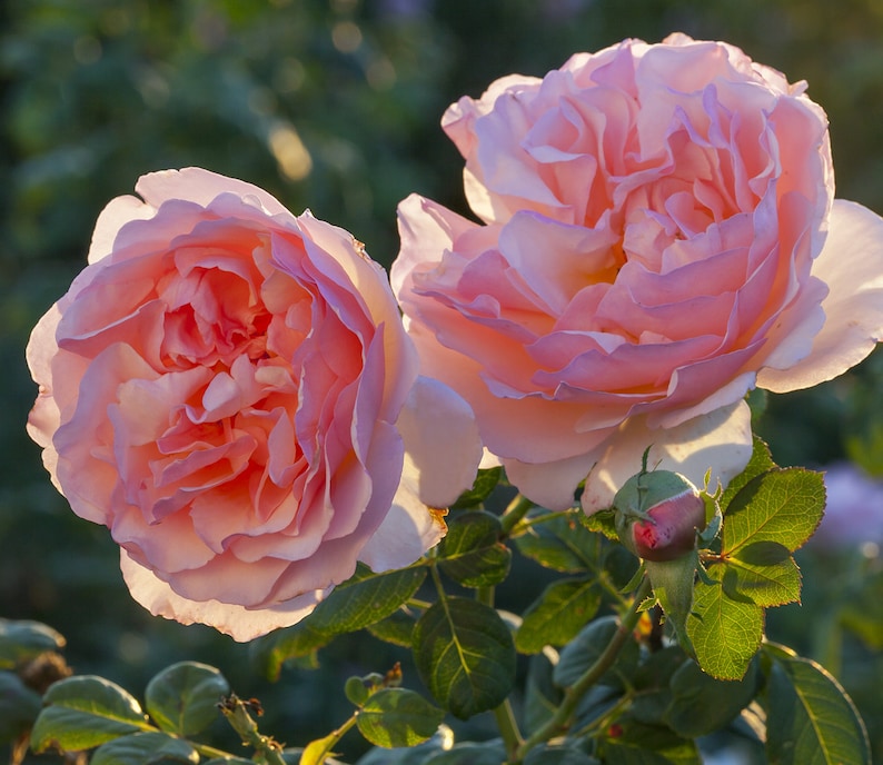 Princess Charlene de Monaco® Rose Plant Potted Very Fragrant Etsy