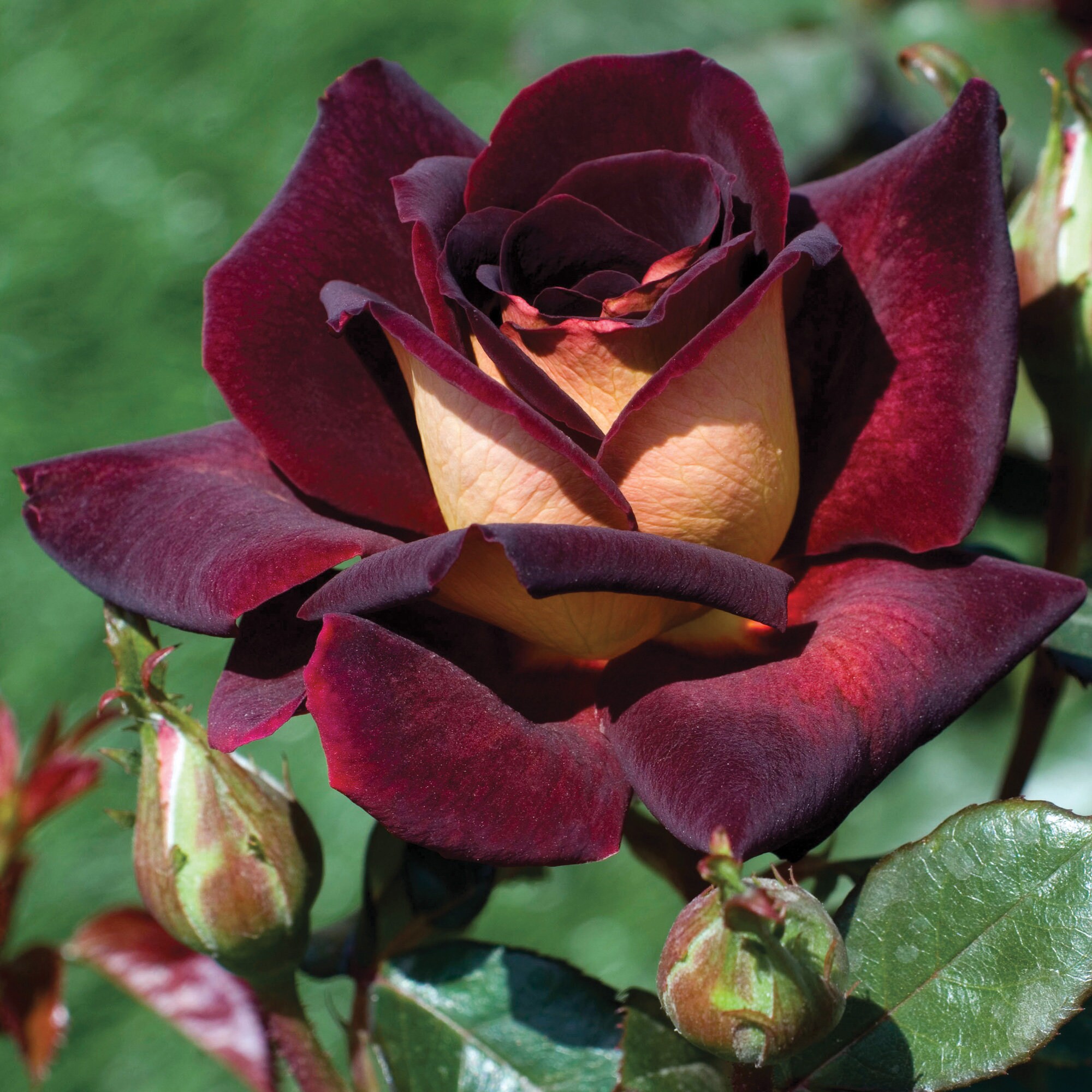 Dark Night ™ Rose Plant Potted | Velvet Red Black Flowers Cream Rever…