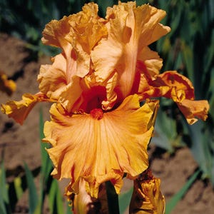 Cordoba Iris Plant Quart Pot | Tall Bearded Iris Perennial Vibrant Tangerine Orange Flowers  - Ready To Plant - Pre-Order for Fall Shipping