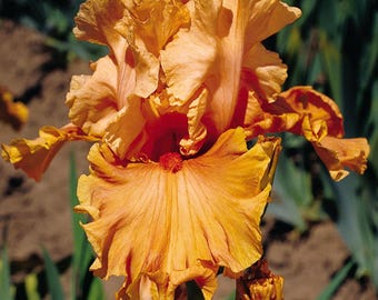 Cordoba Iris Plant Quart Pot | Tall Bearded Iris Perennial Vibrant Tangerine Orange Flowers  - Ready To Plant