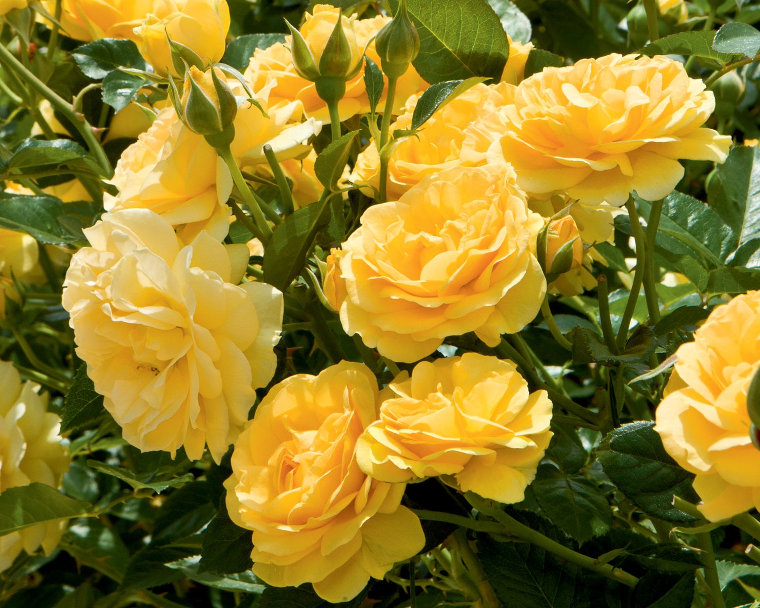 Julia Child Rose Plant Potted Reblooming Floribunda Fragrant   Etsy