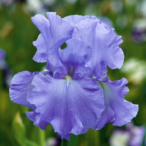 Open Ocean Iris Plant Quart Pot  | Repeat Blooming Lilac Blue Flowers Bearded Iris - Easy To Grow Perennial Ready To Plant | Shipping Now