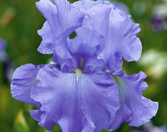Open Ocean Iris Plant Quart Pot  | Repeat Blooming Lilac Blue Flowers Bearded Iris - Easy To Grow Perennial Ready To Plant