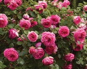 Pretty In Pink Eden Climbing Rose Plant Potted Fragrant Pink Flowers Own Root - Repeat Blooming