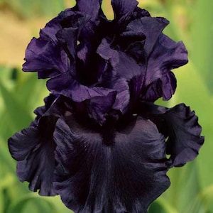 May include: A close-up of a fully bloomed dark purple iris flower. The petals are ruffled and layered, creating a textured appearance. The flower is set against a blurred green background, highlighting the rich color and intricate details of the bloom.