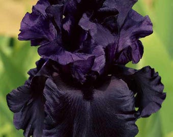 Fragrant Black Purple Iris Plant: All Night Long Tall Bearded Easy Grow Perennial - Quart Pot