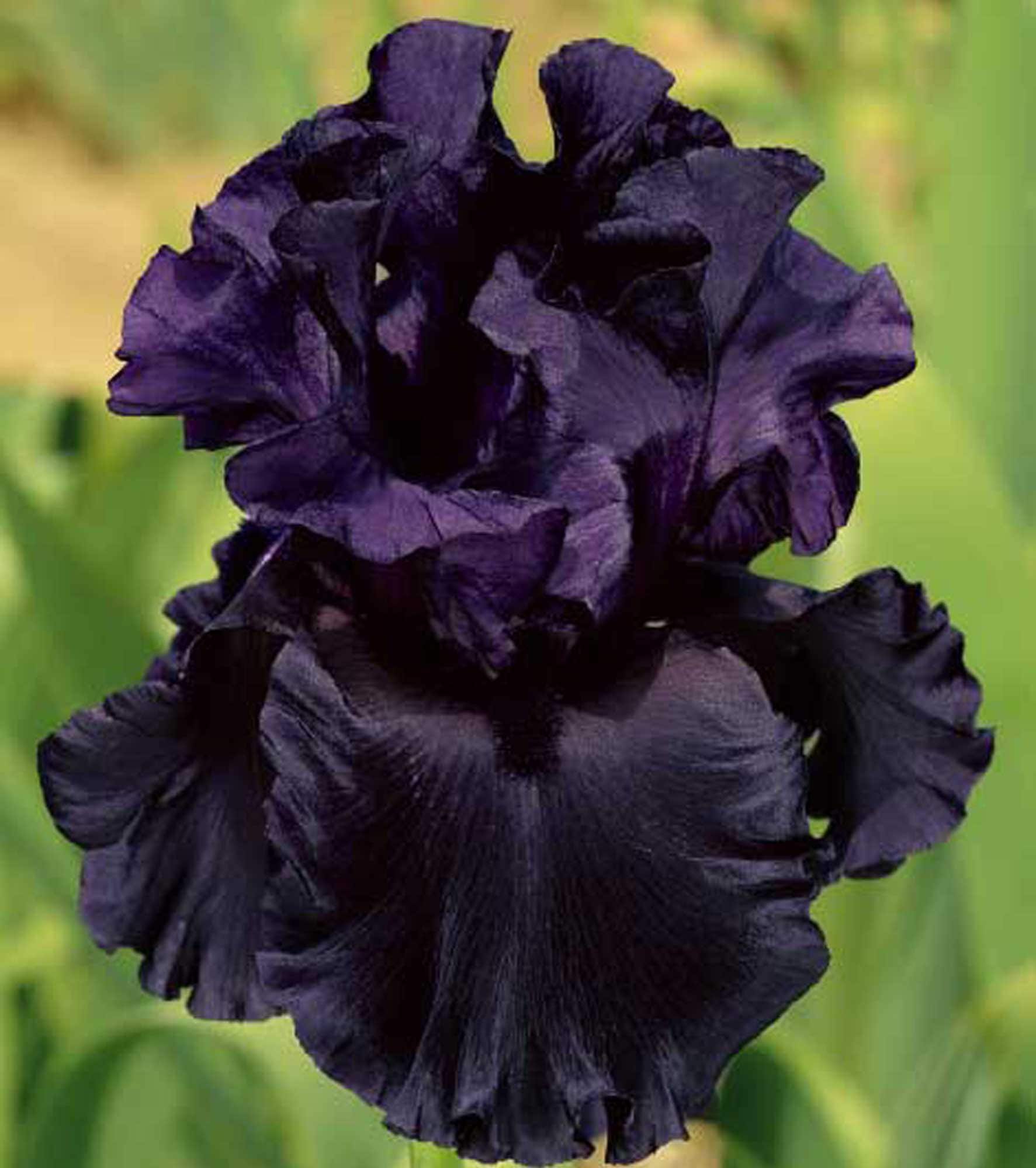 Fragrant Black Purple Iris Plant: All Night Long Tall Bearded Easy