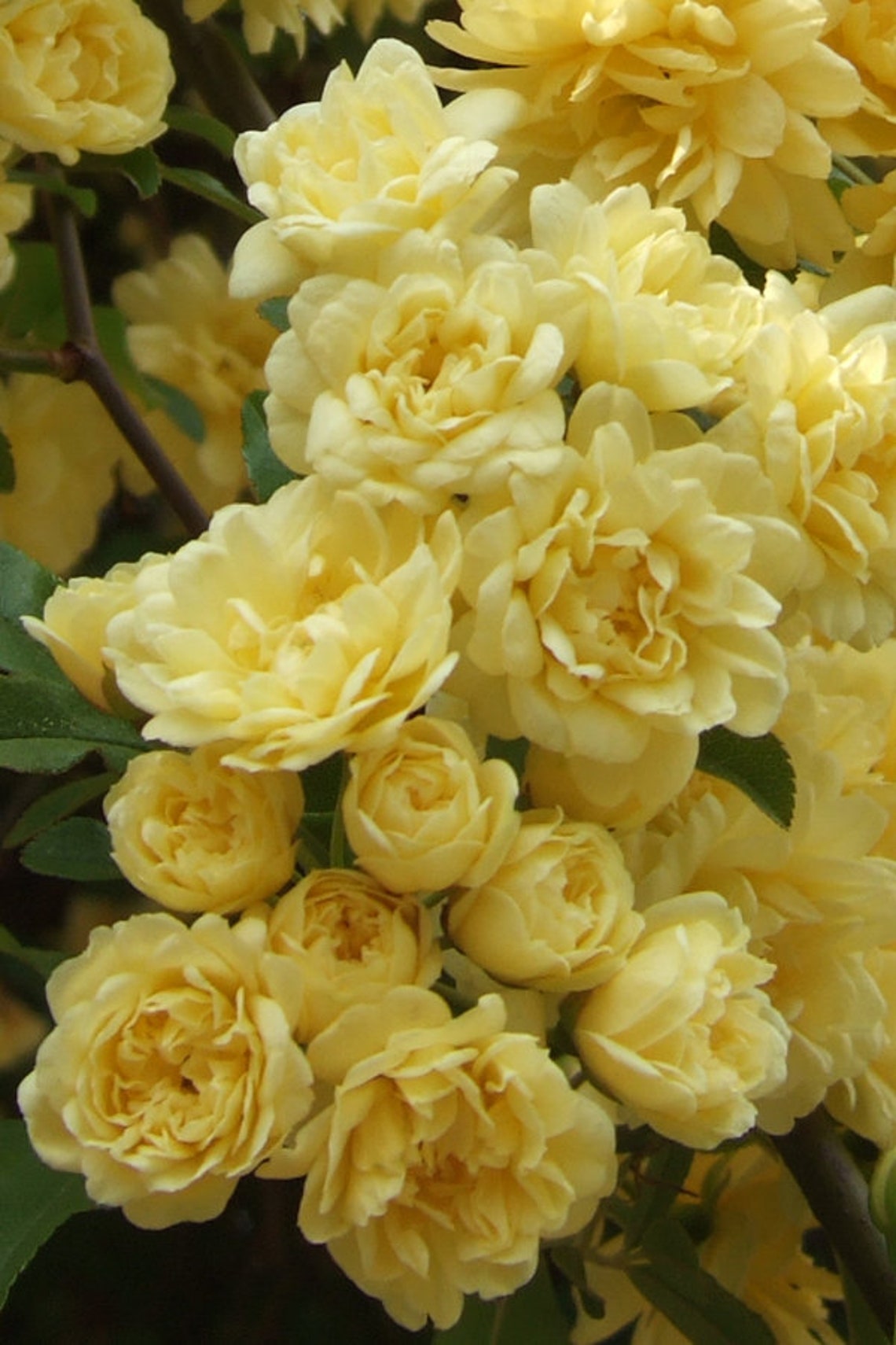 Lady Banks Yellow Climbing Rose Plant Potted Yellow Fragrant Etsy