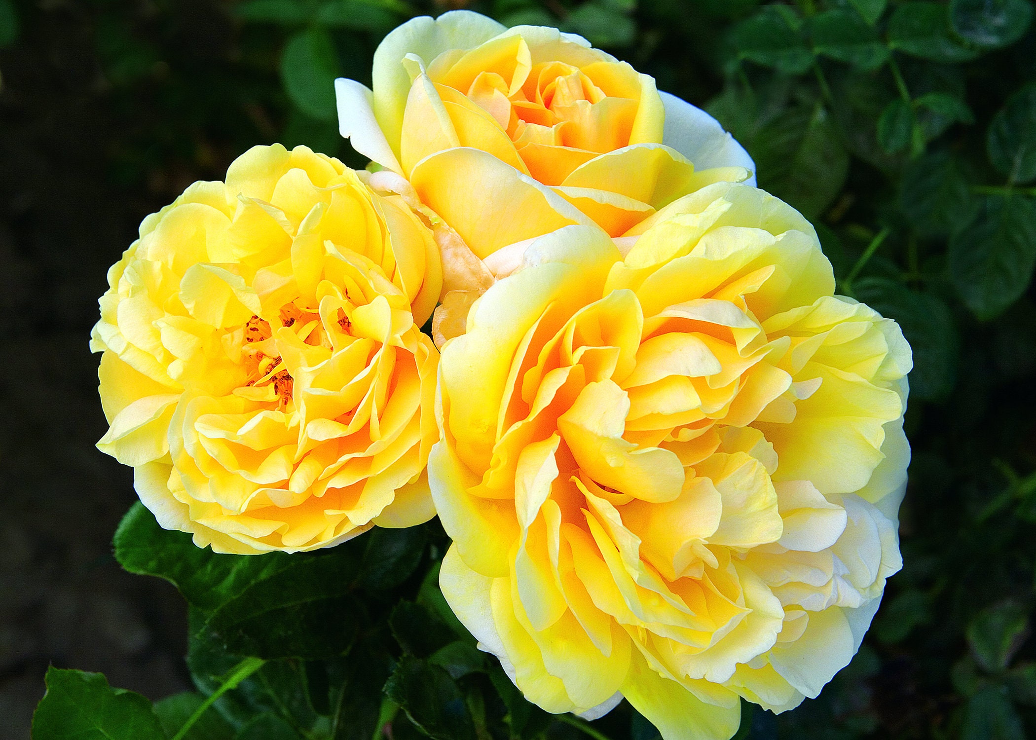 Michelangelo Rose Plant Potted - Lemon Fragrance Yellow Flowers - Eas…