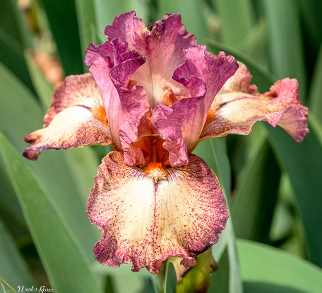 Best Bet Reblooming German Iris Plants