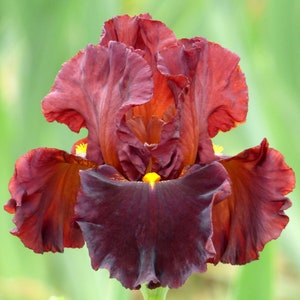 Valentino Iris Quart Pot | Fragrant Brick Red Flowers Tall Bearded Iris Perennial Plant  - Easy To Grow Pre-Order for Fall Shipping