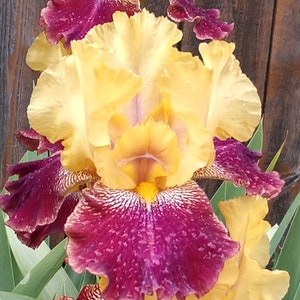 May include: A tall bearded iris flower featuring ruffled petals in a vibrant combination of golden yellow and deep burgundy. The lower petals display intricate white veining near the center, while the upper petals show a soft yellow hue.