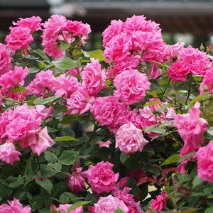 May include: A vibrant bush of pink roses in full bloom. The flowers are a deep, saturated pink with multiple layers of petals. Green leaves provide a contrasting backdrop. The image captures the beauty of a rose garden.
