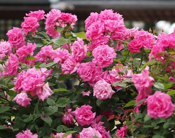 Zephirine Drouhin Climbing Rose Plant 1.5 Gallon Potted - Shade Tolerant Pink Fragrant Nearly Thornless Own Root Rose - Shipping Now