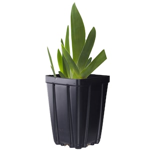 May include: A small green plant with long, narrow leaves growing in a black plastic pot.