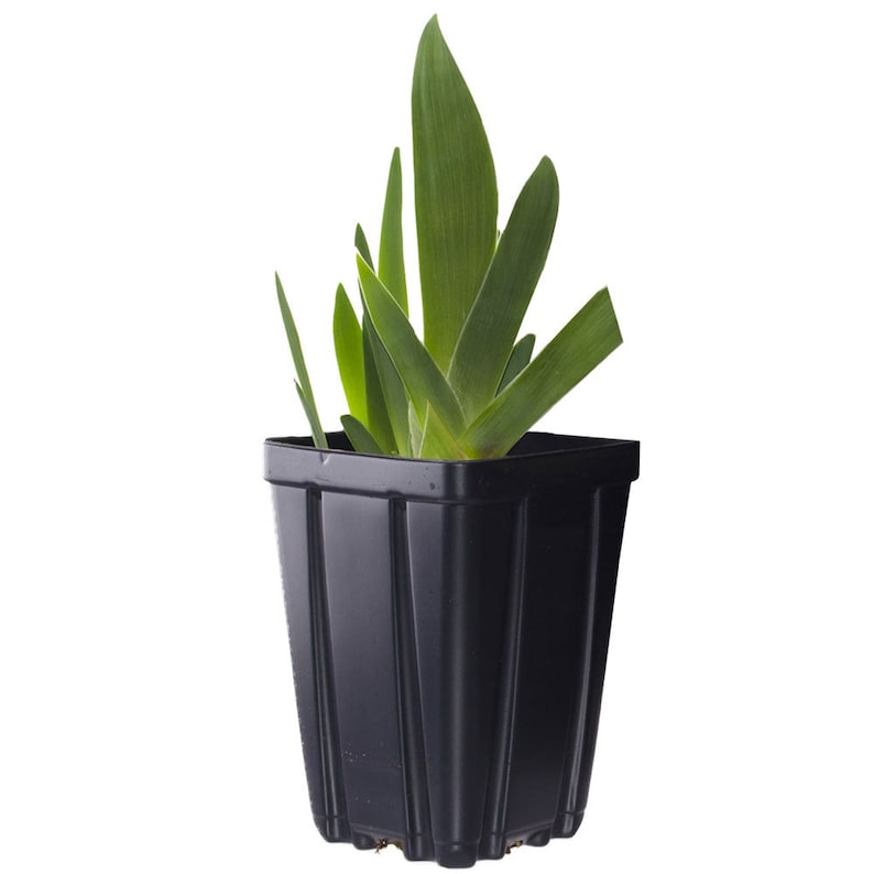 May include: A small green plant with long, narrow leaves growing in a black plastic pot.