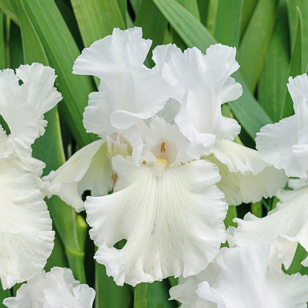 Immortality Iris Plant Quart Pot | Repeat Blooming Fragrant White Flowers Tall Bearded Iris - Perennial