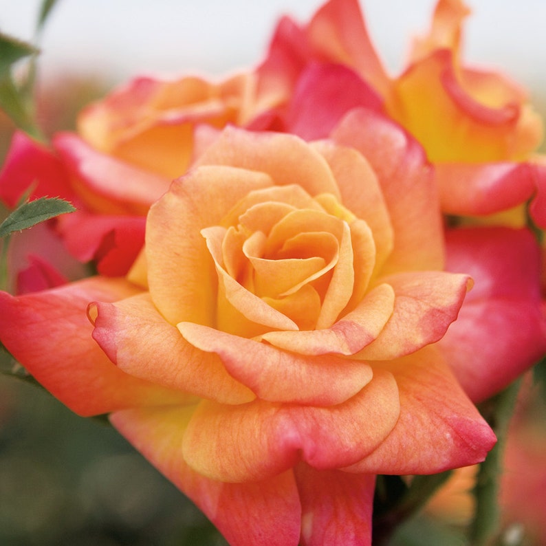 Joseph's Coat Rose Plant 1.5 Gallon Potted Fragrant Climbing Rose Own Root Orange, Apricot, Pink Flowers Shipping Now image 4