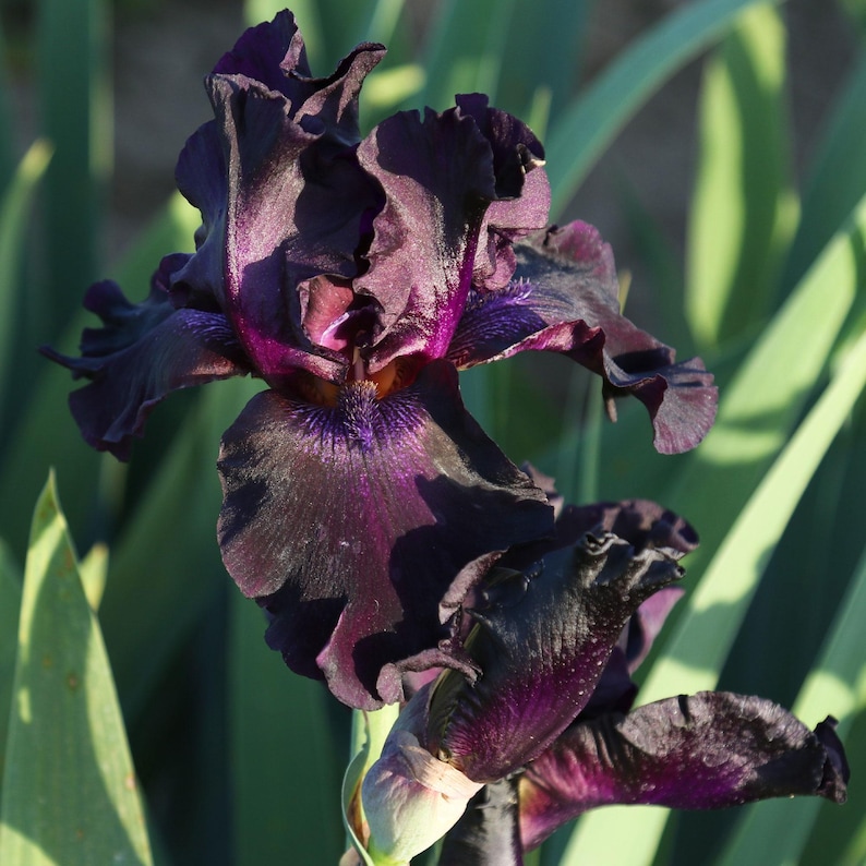Superstition Iris Plant