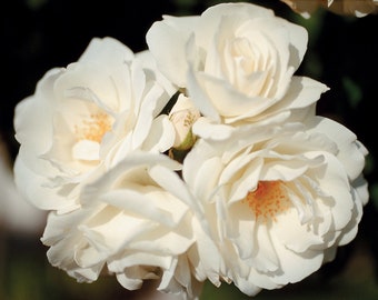 Iceberg Rose Plant 1.5 Gal Potted - Floribunda Shrub Fragrant White Flowers - Own Root Heavy Rebloomer!