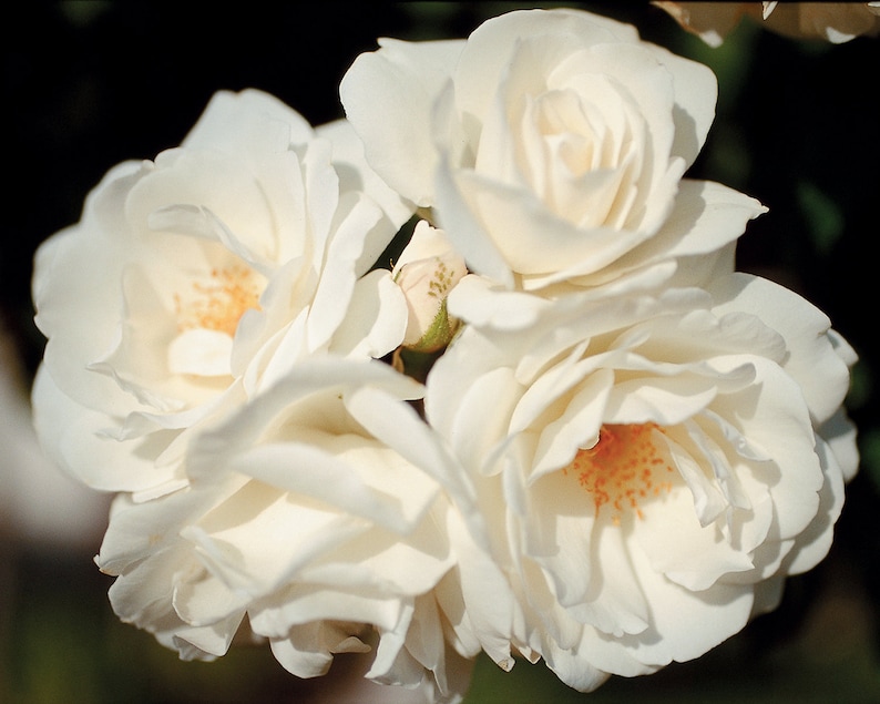Fresh Garden Living Iceberg Rose Plant - Thumbnail 2