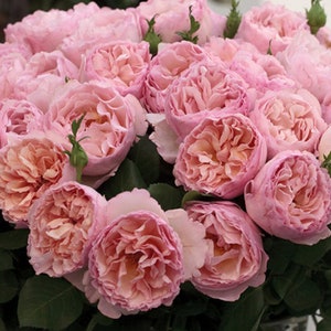 Princesse Charlene de Monaco Rose Plant 1.5 Gallon Potted - Very Fragrant Pink Flowers - Own Root 100+ Petals - Shipping Now