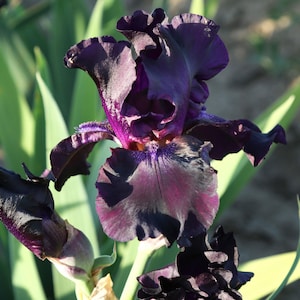 Superstition Iris Plant Quart Pot  | Deep Purple Black Flowers Tall Bearded Iris Perennial - Easy To Grow Perennial Ready To Plant