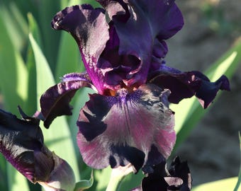 Superstition Iris Plant Potted | Deep Purple Black Velvet Blooms, Perennial