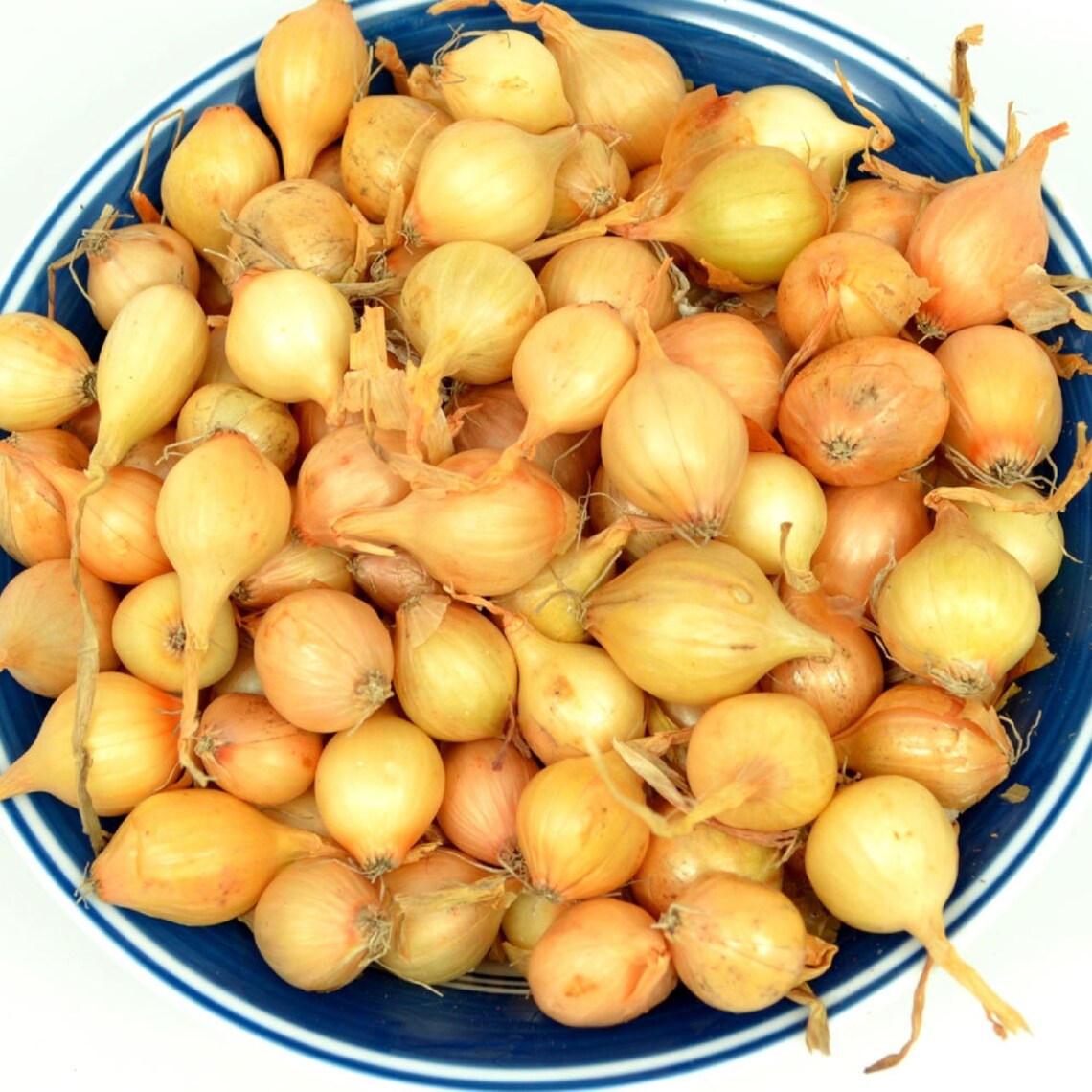 Yellow Onion Bulbs Grown Organic Stuttgarter Onion Sets 4 Etsy