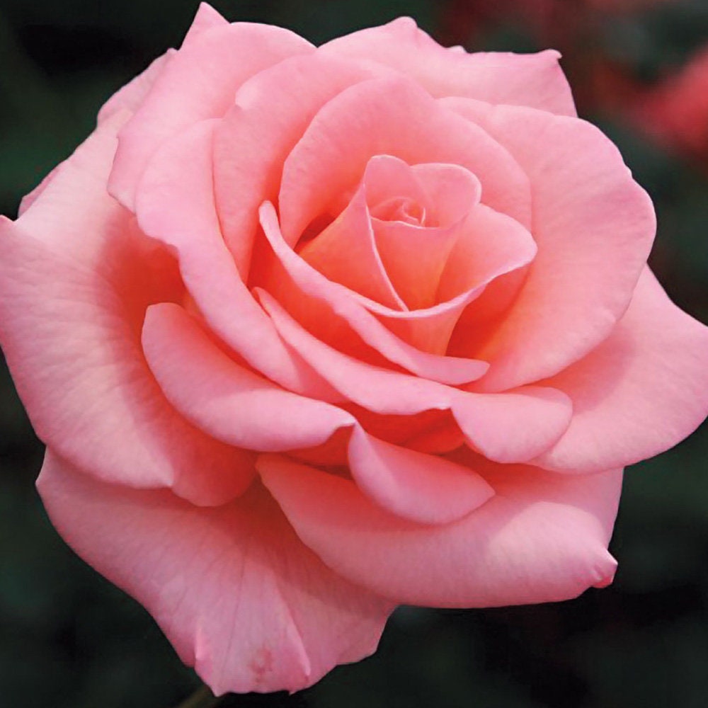 Flawless Rose Plant Potted - Nearly Thornless Rose Fragrant Pink Bloo…