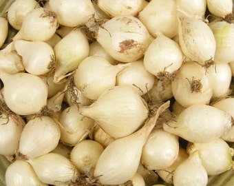 1 Lb. White Onion Sets Naturally Grown | Onion Bulbs White Ebenezer Onion Non-GMO - Grow Indoors in a Container or Outside in the Garden