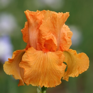Coup de Soleil Iris Plant Quart Pot | Fragrant Vivid Orange Flowers Bearded Iris - Easy To Grow Perennial - Pre-Order Fall Shipping 2025