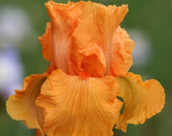 Coup de Soleil Iris Plant Quart Pot | Fragrant Vivid Orange Flowers Bearded Iris - Easy To Grow Perennial Plant | Ready To Plant