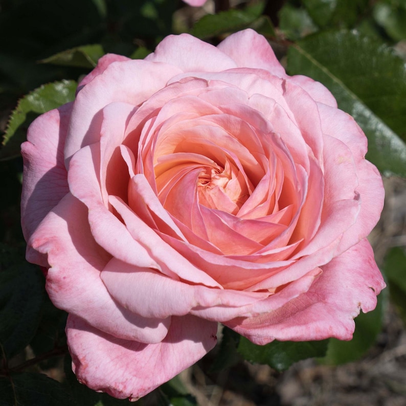 May include: A close-up of a fully bloomed rose with soft pink petals. The center of the rose has a swirl pattern with a peach hue. Green leaves are visible in the background, providing a contrast to the delicate flower.