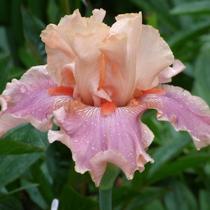 May include: A close-up of a blooming iris flower. The flower has ruffled petals in shades of peach, pink, and lavender, with orange accents near the center. Water droplets are visible on the petals, and green foliage is in the background.