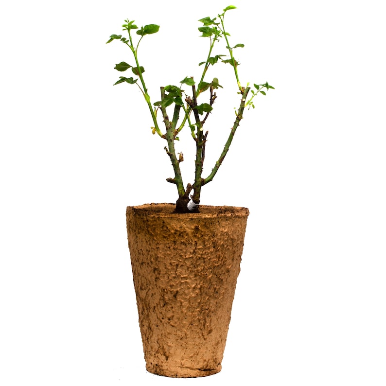 May include: A young rose plant in a textured brown pot. The plant has several green stems with small leaves and a few buds. The pot is a light brown color and has a rough, natural texture. The background is plain white.