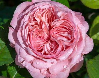 May include: A close-up of a pink rose with water droplets on the petals. The rose is in full bloom and has a delicate, ruffled appearance.