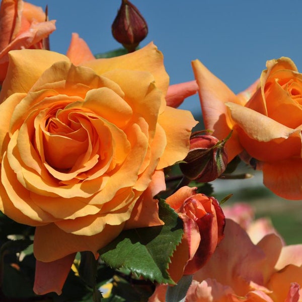 Tangerine Skies Arborose Climbing Rose Plant 1.5 Gallon Potted - Large Fragrant Orange Flowers Own Root - Shipping Now